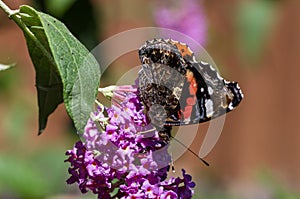 Red Admiral butterfly sunning itself on a plant