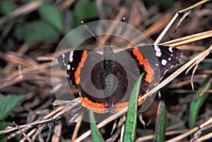 Red Admiral Butterfly Vanessa atalanta