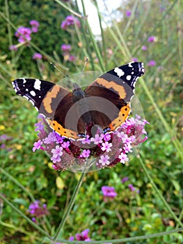 Red Admiral