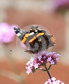 Red Admiral Butterfly (Vanessa atalanta)