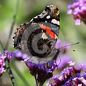 Red admiral butterfly Vanessa atalanta