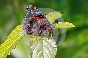 Red Admiral Butterfly - Vanessa atalanta basking with wings closed.