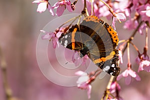 Red Admiral butterfly - Vanessa atalanta, beautiful colored butterfly