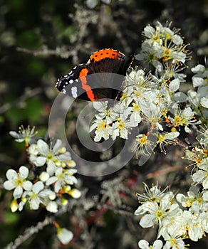 Red Admiral butterfly - Vanessa atalanta on a Blackthorn bush. Portugal.