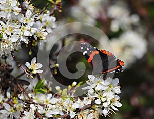 Red Admiral butterfly - Vanessa atalanta on a Blackthorn bush. Portugal.
