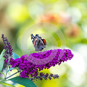 Red admiral butterfly - Vanessa atalanta - closed wings, sitting on flowering pink butterflybush - Buddleja davidii - in garden.
