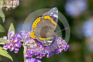 Red Admiral butterfly, Vanessa atalanta, feeding, top view open wings