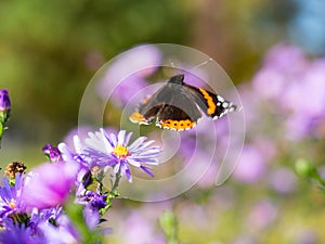 Red admiral butterfly vanessa atalanta flying away from Chrysanthemums flower