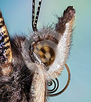 Red Admiral, Butterfly, Vanessa atalanta