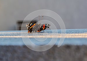 Red Admiral butterfly or Vanessa Atalanta on a ledge photo