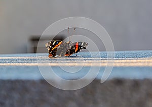 Red Admiral butterfly or Vanessa Atalanta on a ledge