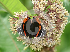 Red Admiral Butterfly (Vanessa atalanta) on milkweed flower