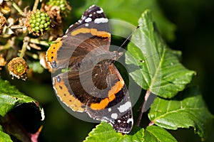 Red Admiral Butterfly Vanessa atalanta perched on a leaf