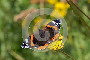 Red Admiral butterfly Vanessa atalanta