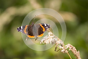 Red Admiral butterfly, Vanessa atalanta, resting