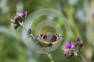 Red Admiral butterfly, Vanessa atalanta, resting