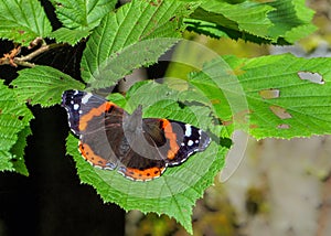 Red Admiral Butterfly - Vanessa atalanta resting with open wings.