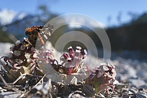 Red Admiral butterfly - Vanessa atalanta - sitting on blooming thistle in alpine landscape, Austria