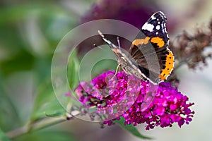 Red admiral butterfly - Vanessa atalanta - sitting on flowering pink butterflybush - Buddleja davidii - in garden.