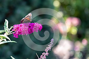 Red admiral butterfly - Vanessa atalanta - sitting on flowering pink butterflybush - Buddleja davidii - in summer garden.