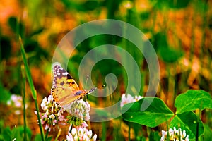 Red Admiral Butterfly - Vanessa atalanta sitting on wildflower