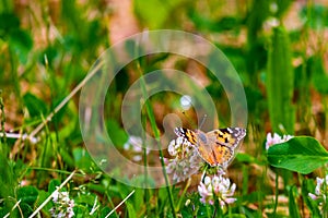 Red Admiral Butterfly - Vanessa atalanta sitting on wildflower