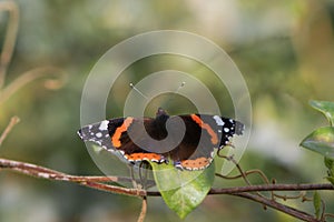 Red admiral butterfly & x28;Vanessa atalanta& x29; with wings open