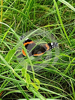 Red Admiral Butterfly - Vanessa atalantan, Norfolk, England, UK