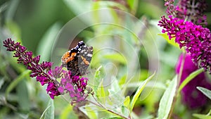 Red admiral butterfly - Vanessa cardui, sitting on flowering pink butterflybush - Buddleja davidii - in summer garden.