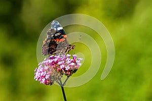 Red admiral butterfly on violet flower