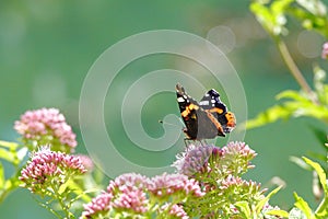 Red Admiral butterfly on wild flower..