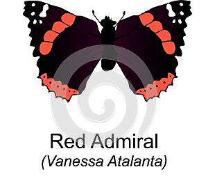 Red Admiral Butterfy