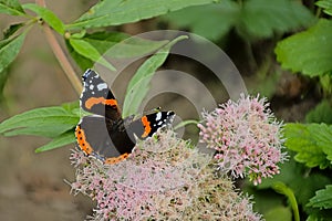 Red admiral butterfy on a holy rope boneset flower