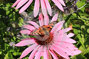 Red Admiral on the Echinacea