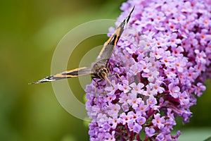 Red admiral feeding on buddleia