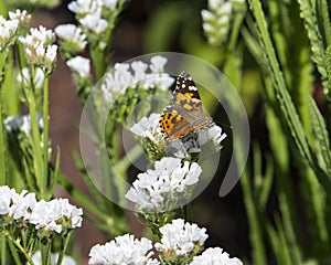 - Red Admiral feeding during a hot and sunny afternoo