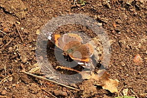 Red Admiral on the ground