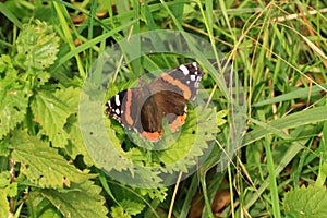 Red Admiral on a leaf