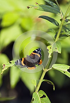 Red Admiral (Limenitis atalanta) Butterfly Vertical