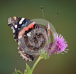 Red Admiral on thistle photo