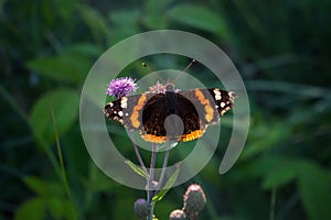Red Admiral on thistle flower