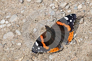 Red Admiral - Vanessa atalanta