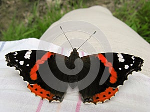 The Red Admiral (Vanessa atalanta)