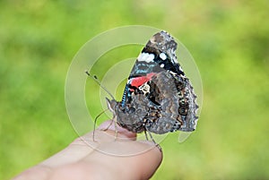 Red admiral Vanessa atalanta