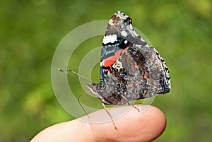 Red admiral Vanessa atalanta