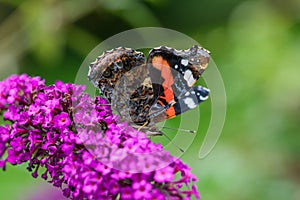 The Red Admiral, Vanessa atalanta, a beautiful colourful butterfly on a purple flower