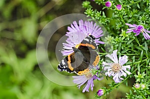 The red admiral