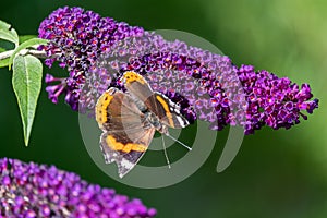 Red Admiral, Vanessa atalanta, butterflies on Buddleja flower or butterfly bush