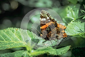 Red Admiral Vanessa atalanta butterfly