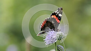 Red Admiral (Vanessa atalanta) butterfly collects nectar on the flower